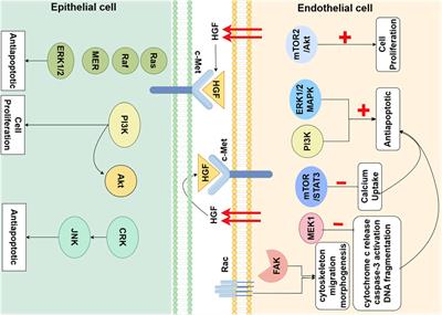 Lung epithelial-endothelial-mesenchymal signaling network with hepatocyte growth factor as a hub is involved in bronchopulmonary dysplasia